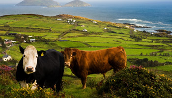 Ирландия опередила США в аграрном секторе